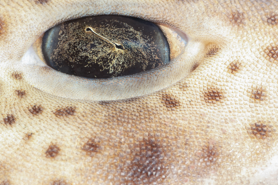 Oog van een Hondshaai (Scyliorhinus canicula)