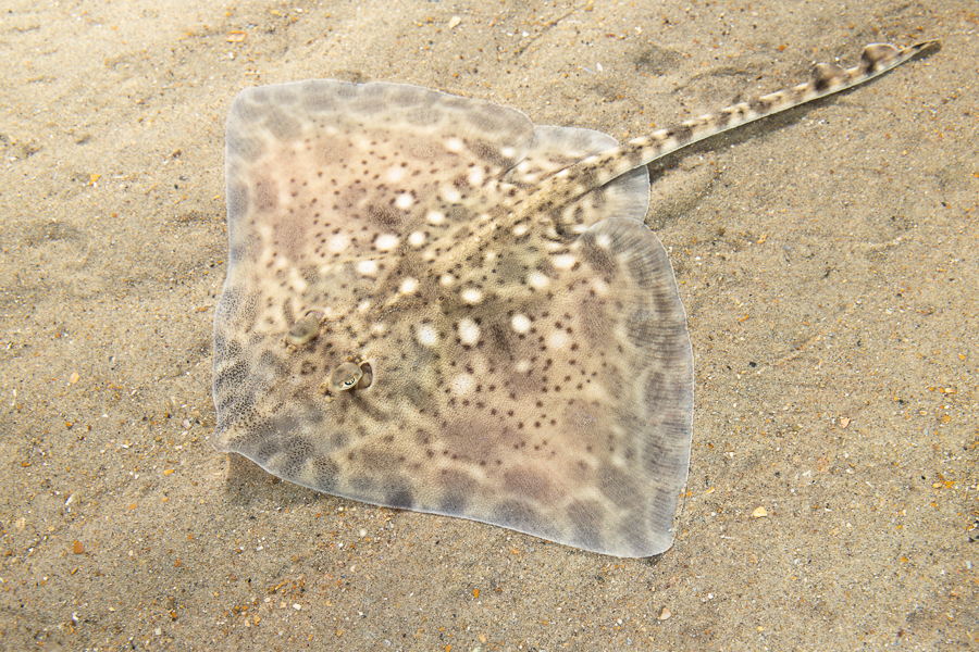 Stekelrog (Raja clavata)