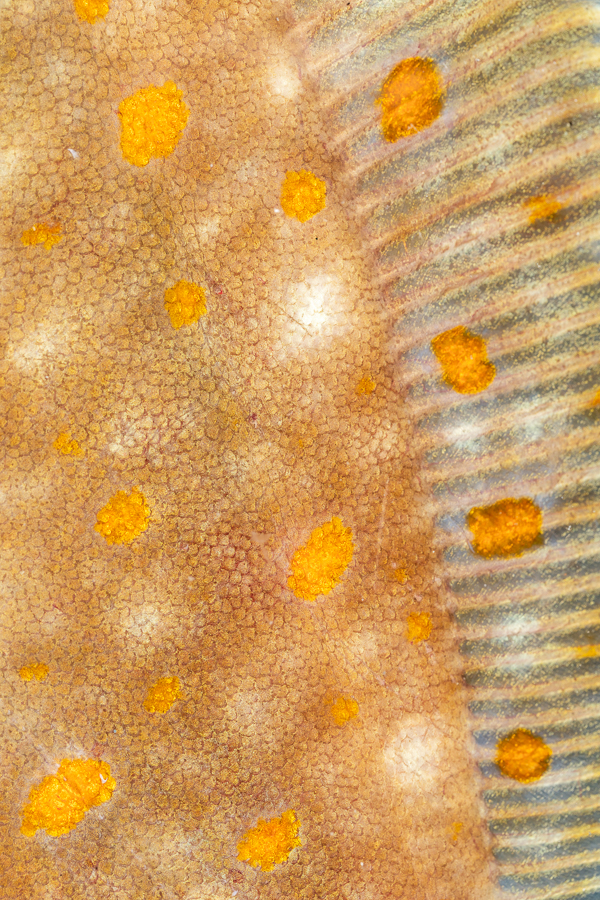 Detail Schol (Pleuronectes platessa)