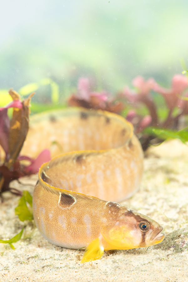 Botervis (Pholis gunnellus)