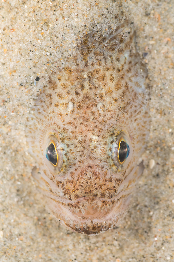 Kleine pieterman (Echiichthys vipera)