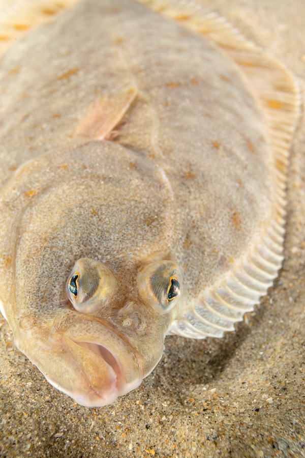 Bot (Platichthys flesus)