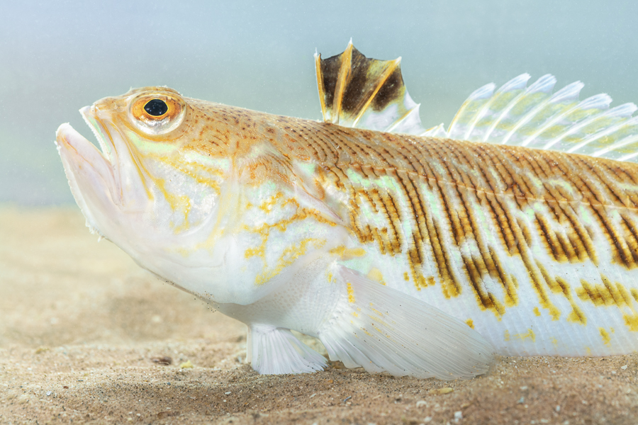 Grote pieterman (Trachinus draco)
