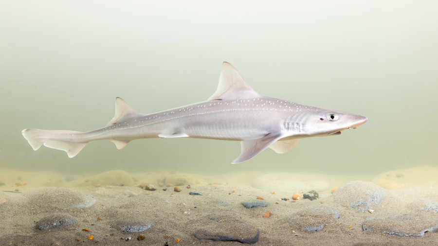 Gevlekte gladde haai (Mustelus asterias)