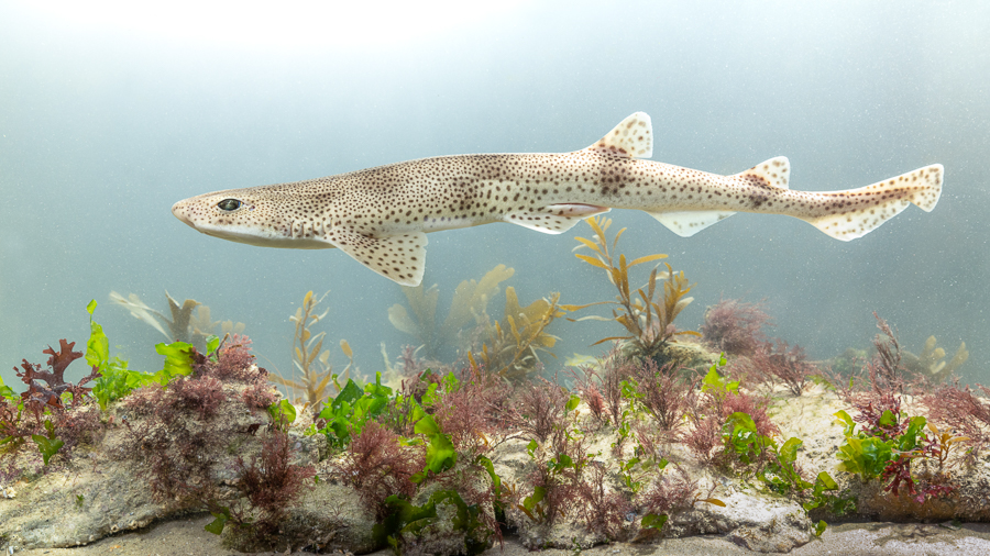 Hondshaai (Scyliorhinus canicula)