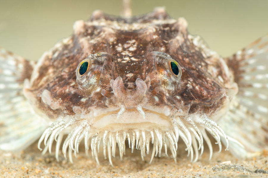 Harnasmannetje (Agonus cataphractus)