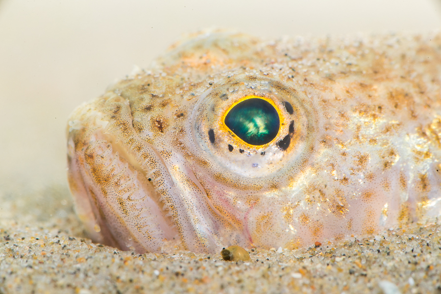 Kleine pieterman (Echiichthys vipera)