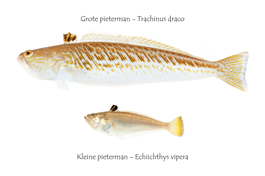 Grote pieterman (Trachinus draco) en Kleine pieterman (Echiichthys vipera)