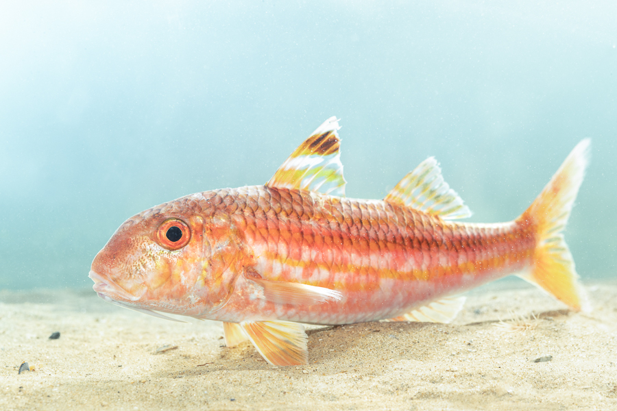 Mul (Mullus surmuletus)
