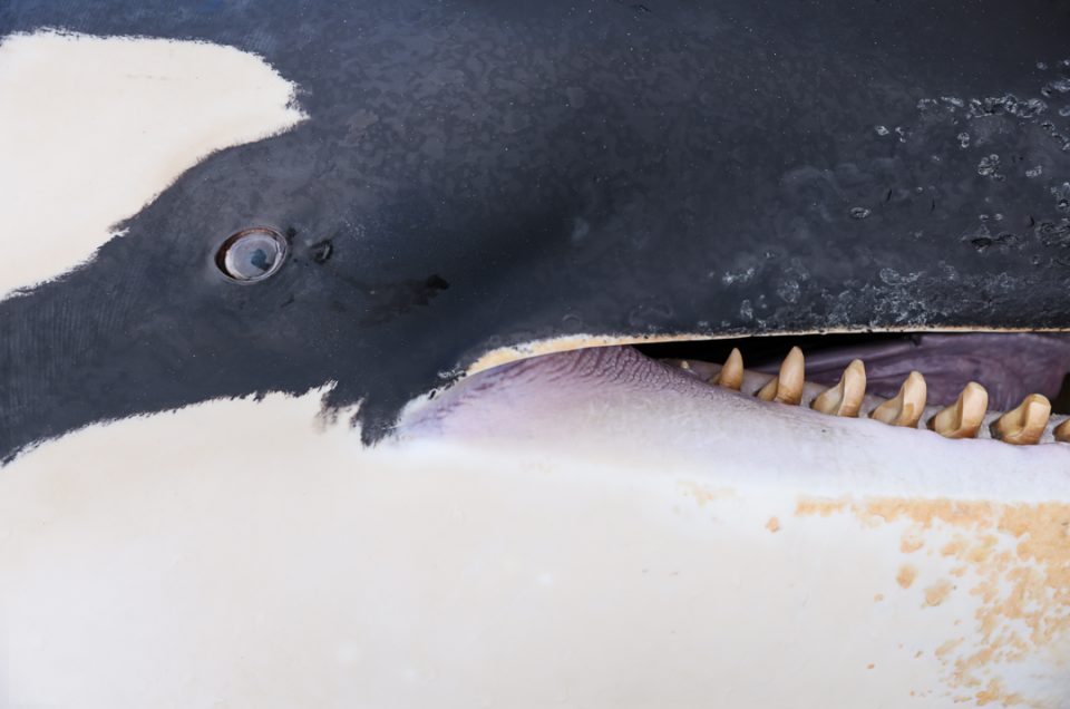 Orka (Orcinus orca)