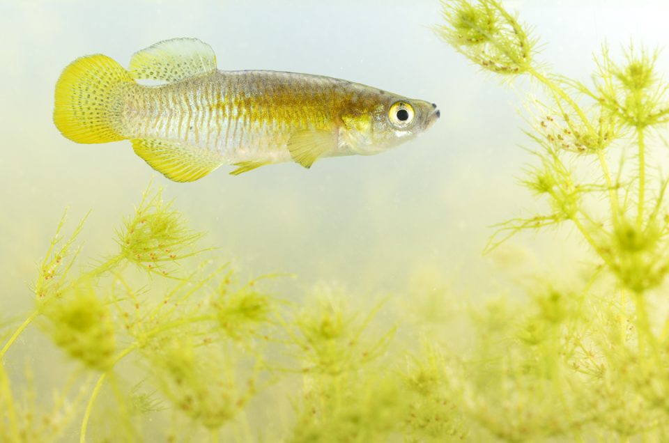 Freshwater fish in Spain