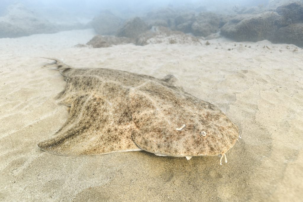 Angelshark (Squatina squatina)