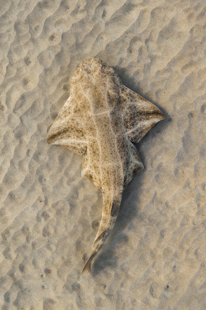 Angelshark (Squatina squatina)