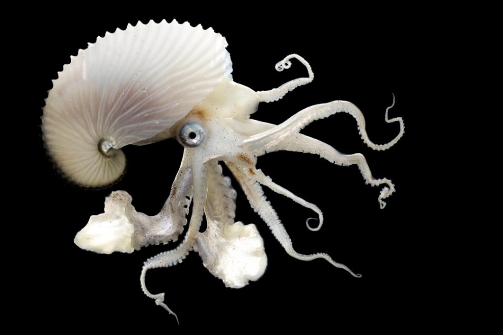 Argonaut spec.