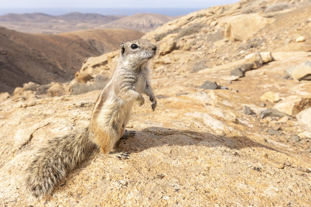 Barbary ground squirrel (Atlantoxerus getulus)