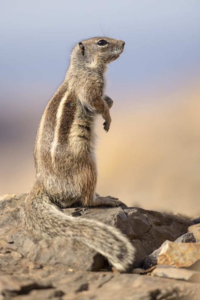 Barbary ground squirrel (Atlantoxerus getulus)