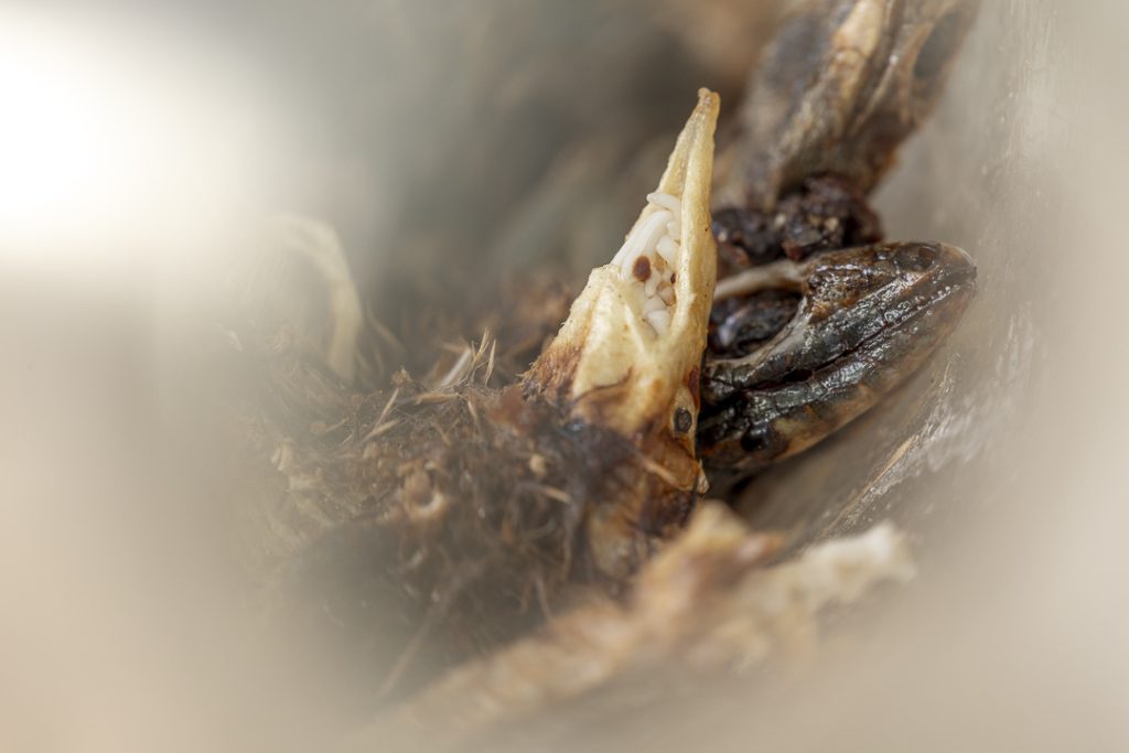 Canarian shrew (Crocidura canariensis) died in bottle