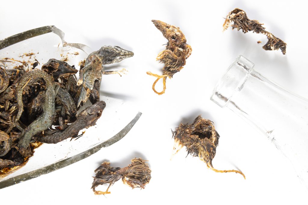 4 dead Canarian shrews (Crocidura canariensis) from inside a discarded bottle