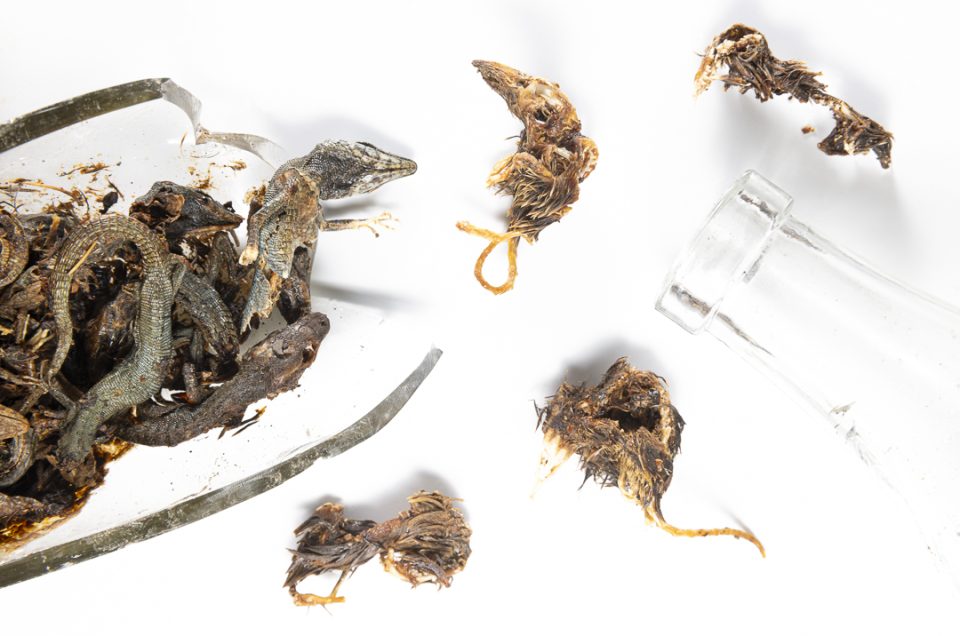 Grave in a bottle – Canarian shrew