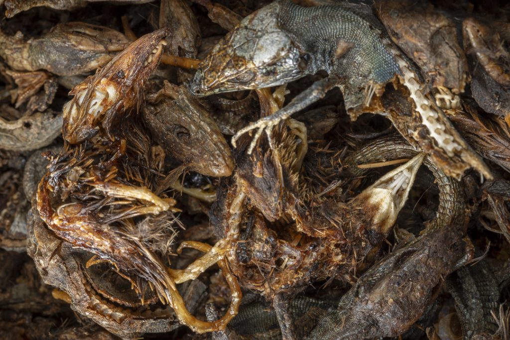 Dead Canarian shrews (Crocidura canariensis) and Atlantic lizards (Gallotia atlantica) in bottle