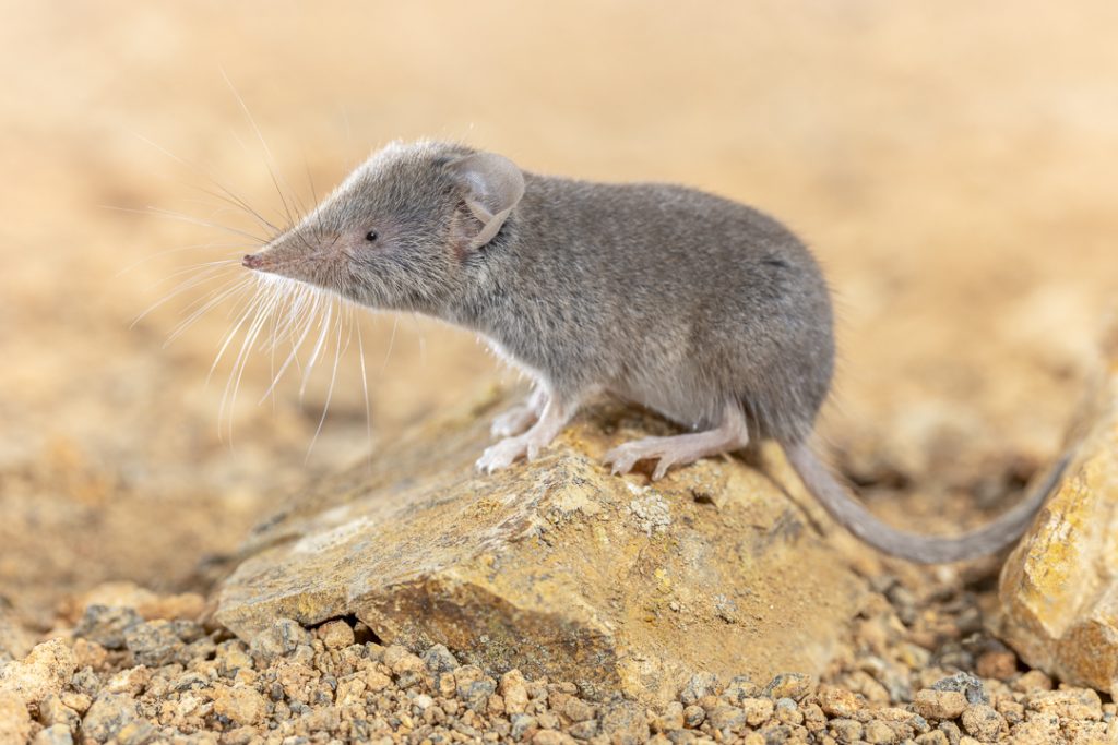 Canarian shrew (Crocidura canariensis)