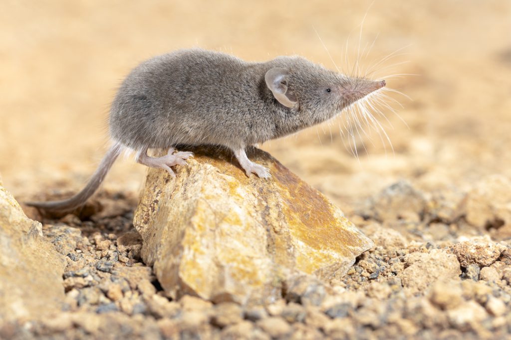 Canarian shrew (Crocidura canariensis)