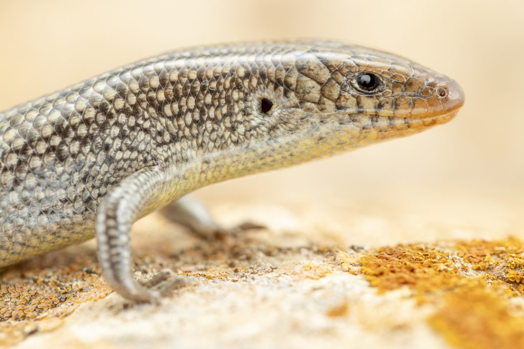 Eastern Canary skink (Chalcides simonyi)
