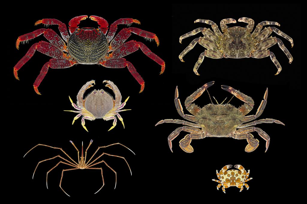 Grapsus adscensionis, Plagusia depressa, Cryptosoma cristatum, Cronius ruber, Stenorhynchus lanceolatus and Platypodiella picta