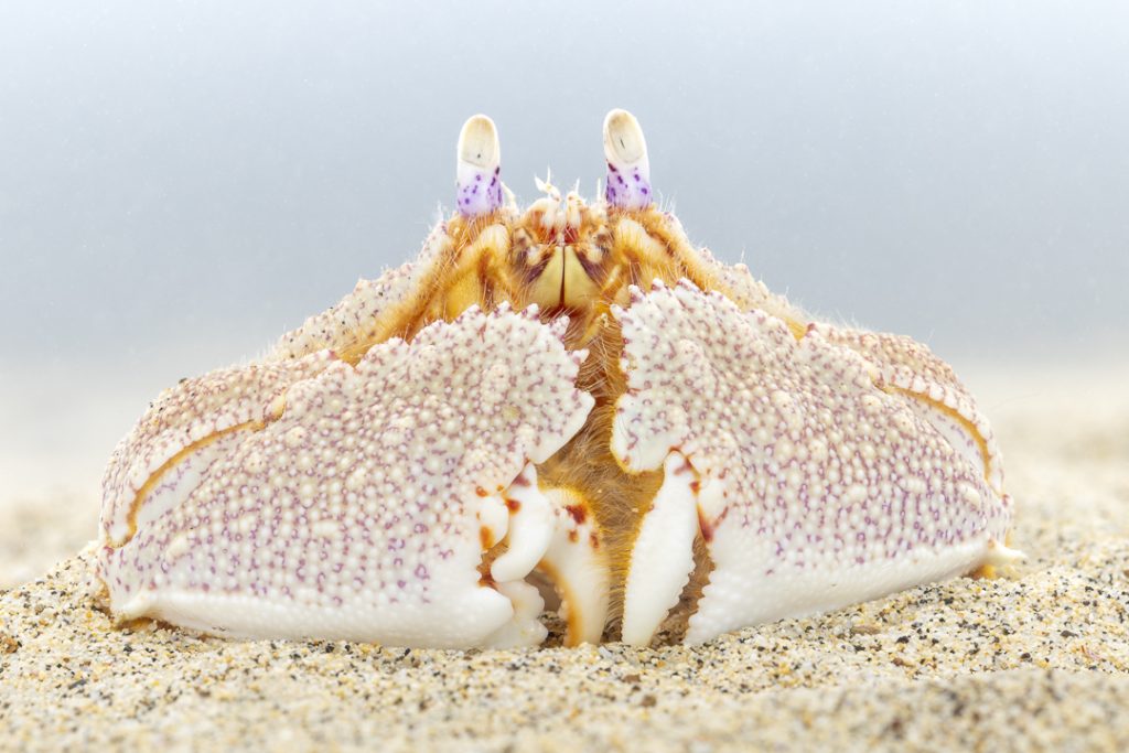 Lesser Spotted Shame-faced Crab (Cryptosoma cristatum)