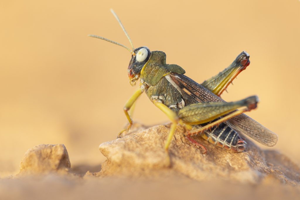 White-eyed grasshopeer (Dericorys lobata)