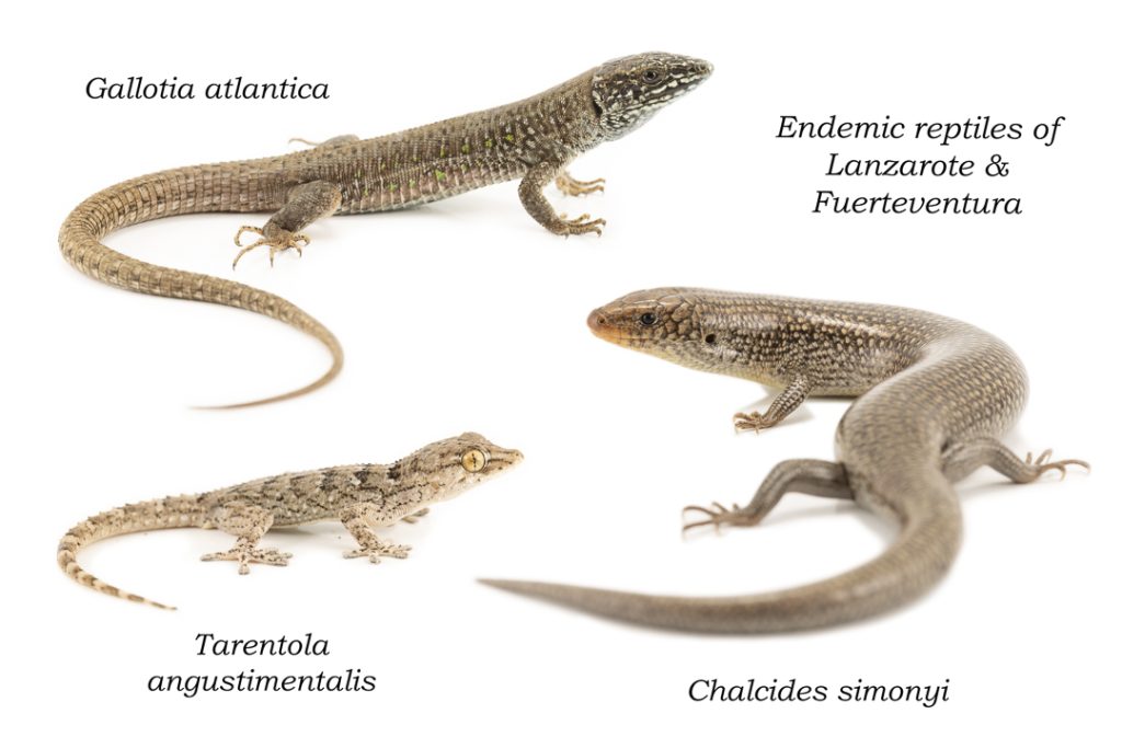 Endemic reptiles of Fuerteventura and Lanzarote