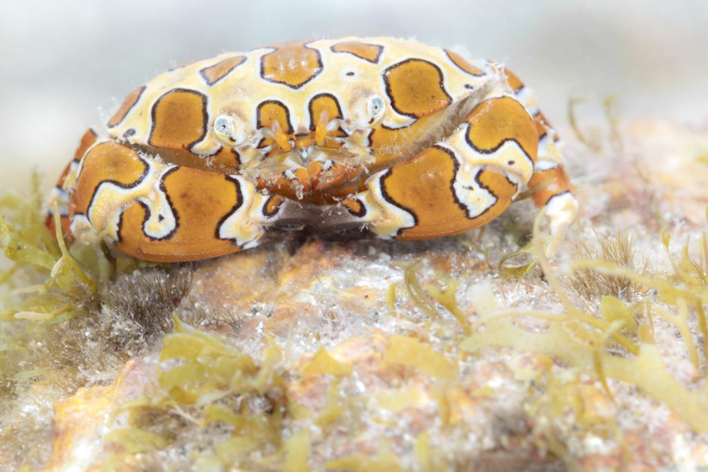 Harlequin crab (Platypodiella picta)
