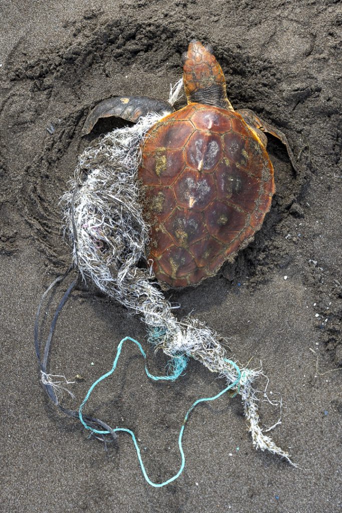 Loggerhead sea turtle (Caretta caretta) entangled in plastic