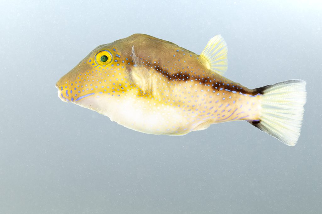 Macaronesian sharpnose puffer (Canthigaster capistrata)