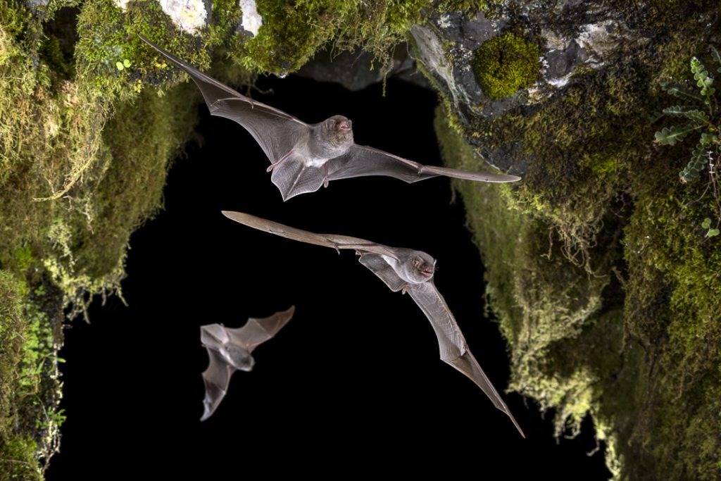 Schreiber's vleermuis (Miniopterus schreibersii)