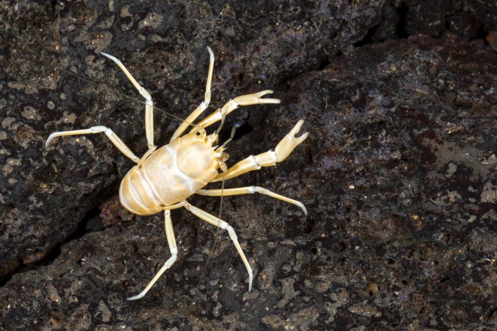 Jameos blind crab (Munidopsis polymorpha)