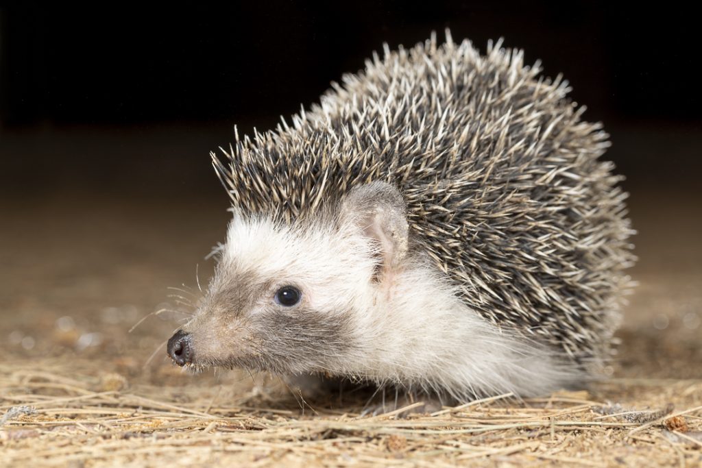 North African hedgehog (Atelerix algirus)