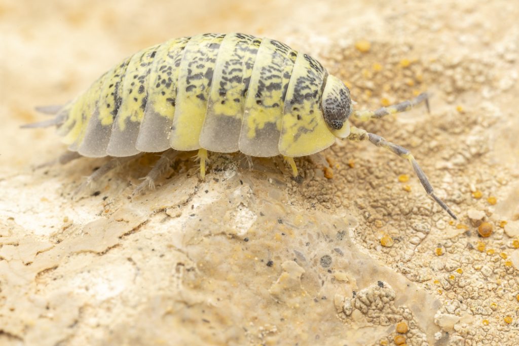 Porcellio spinipes, endemic to Fuerteventura