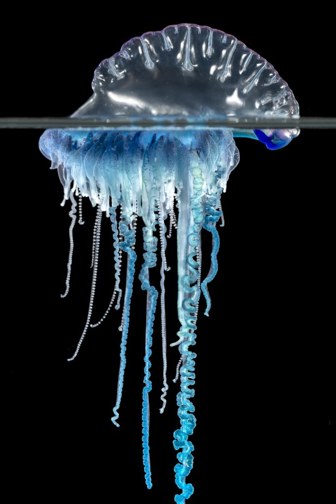 Portuguese man-o-war (Physalia physalis)