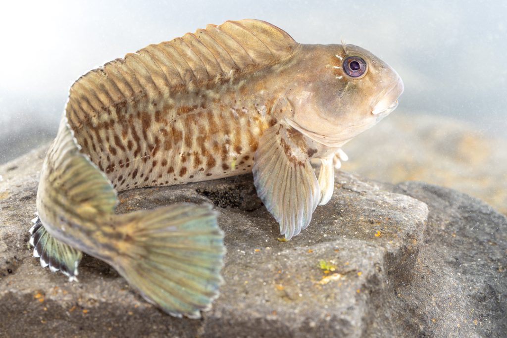 Rock-pool blenny (Parablennius parvicornis)