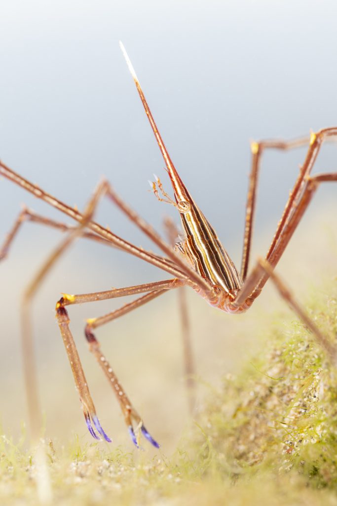 Arrow crab (Stenorhynchus lanceolatus)