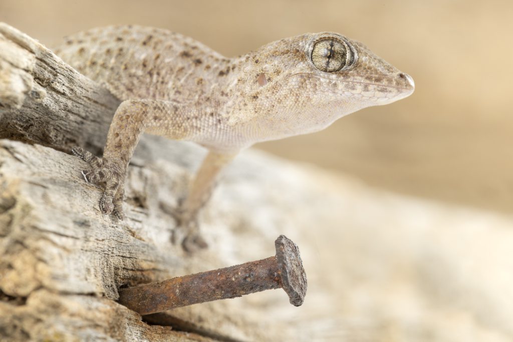 Tenerife gecko (Tarentola delalandii)