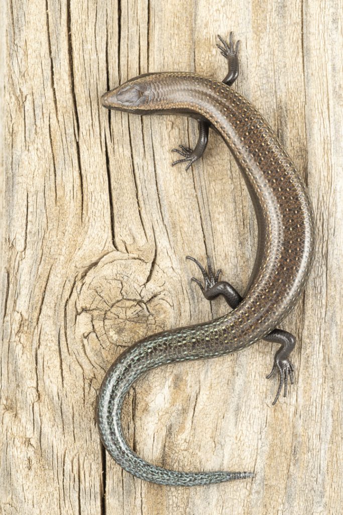 West Canary skink (Chalcides viridanus)