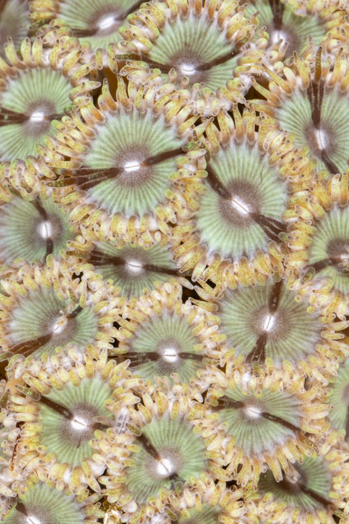 Zoanthus pulchellus
