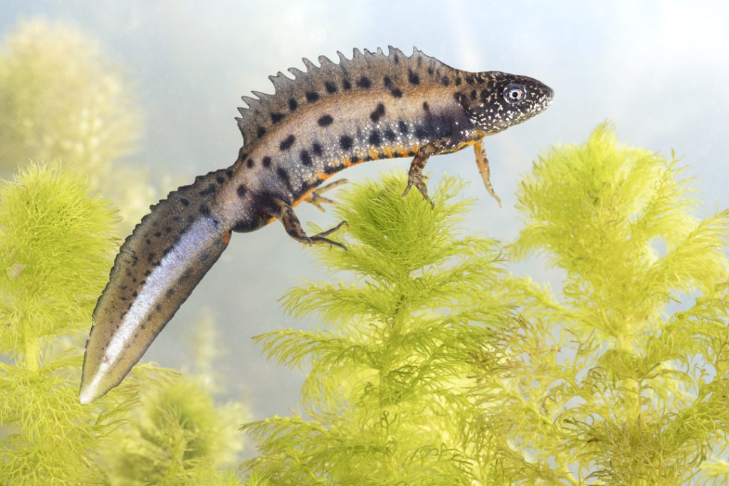 Danube crested newt (Triturus dobrogicus)