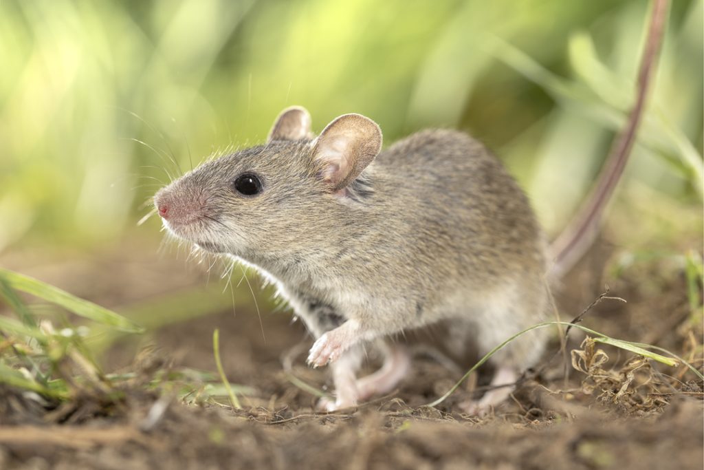 Steppe mouse (Mus spicilegus)