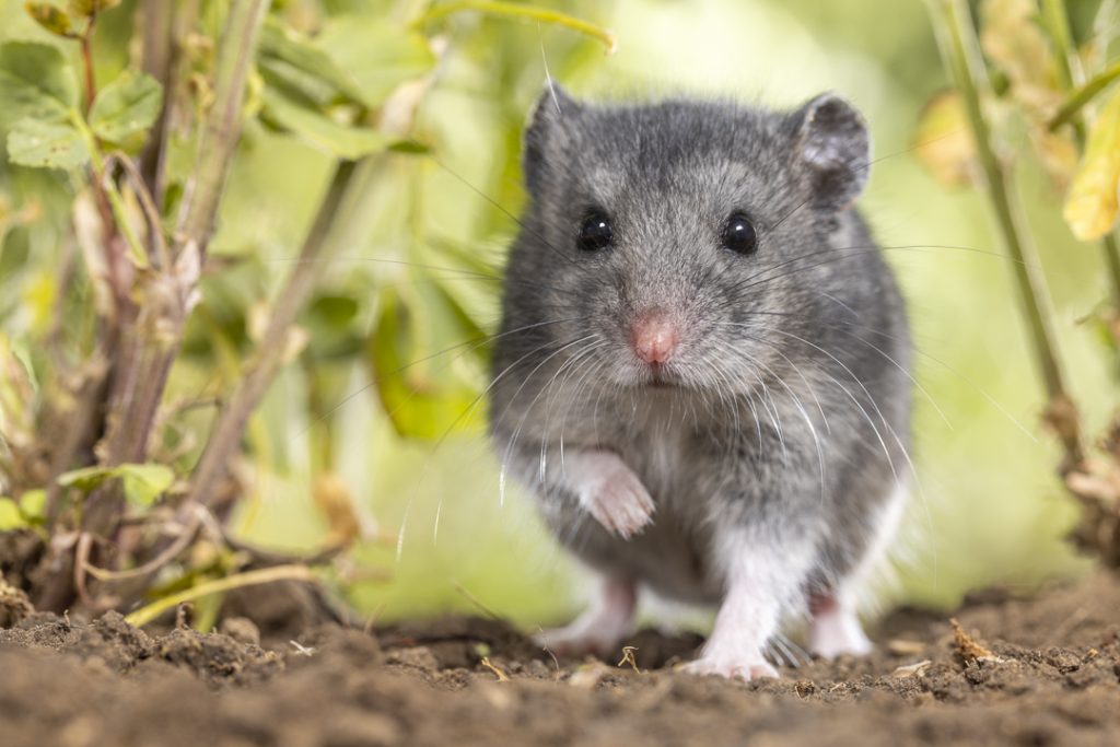 Grey dwarf hamster (Nothocricetulus migratorius)