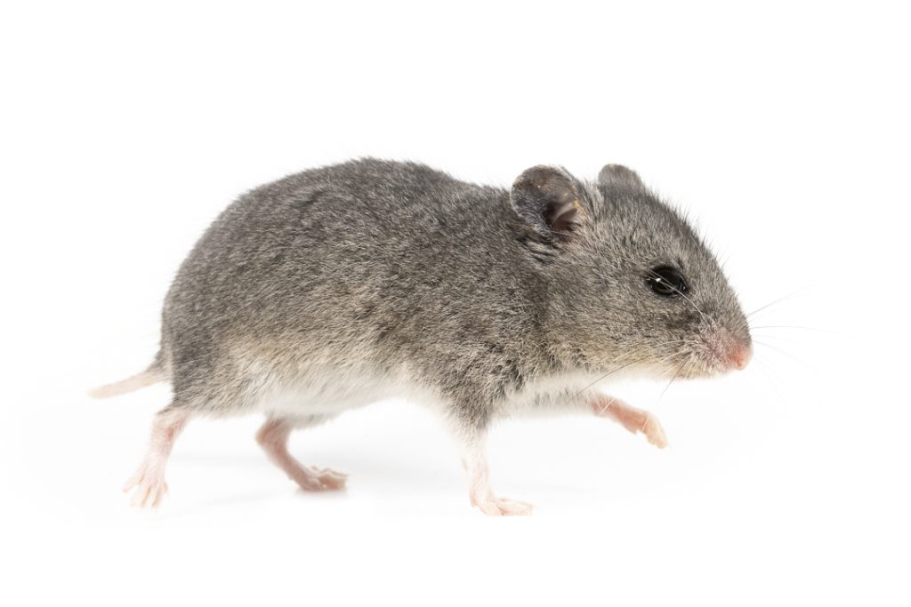 Grey dwarf hamster (Nothocricetulus migratorius)