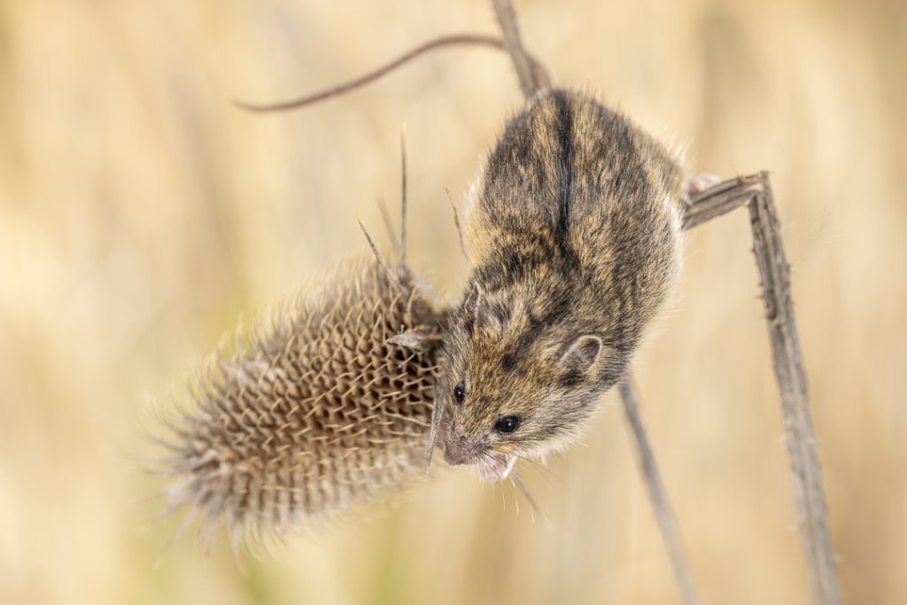Hungarian birch mouse (Sicista trizona)