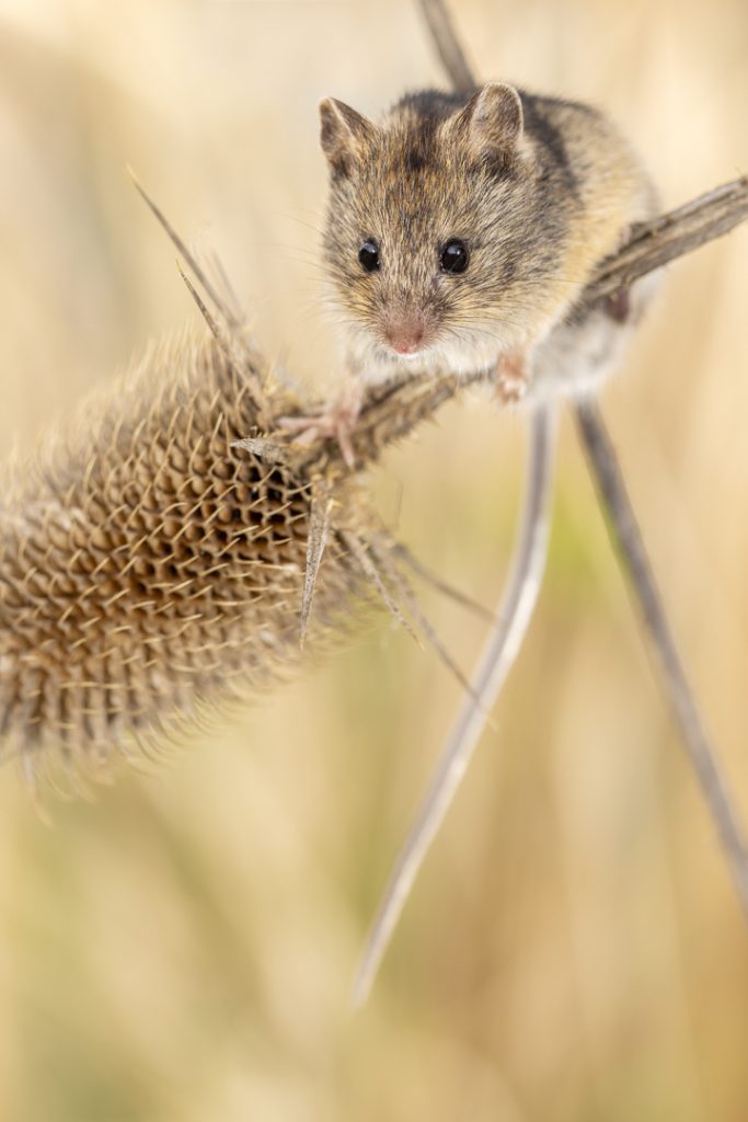 Hungarian birch mouse (Sicista trizona)